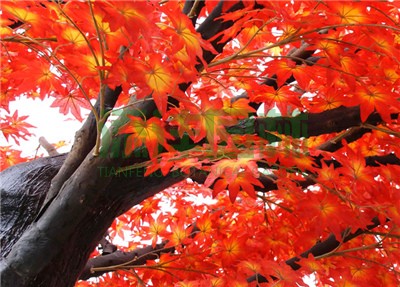 仿真楓樹(shù)，仿真紅楓，仿真綠楓，仿真紅綠楓